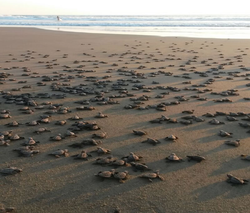 Releasing turtle